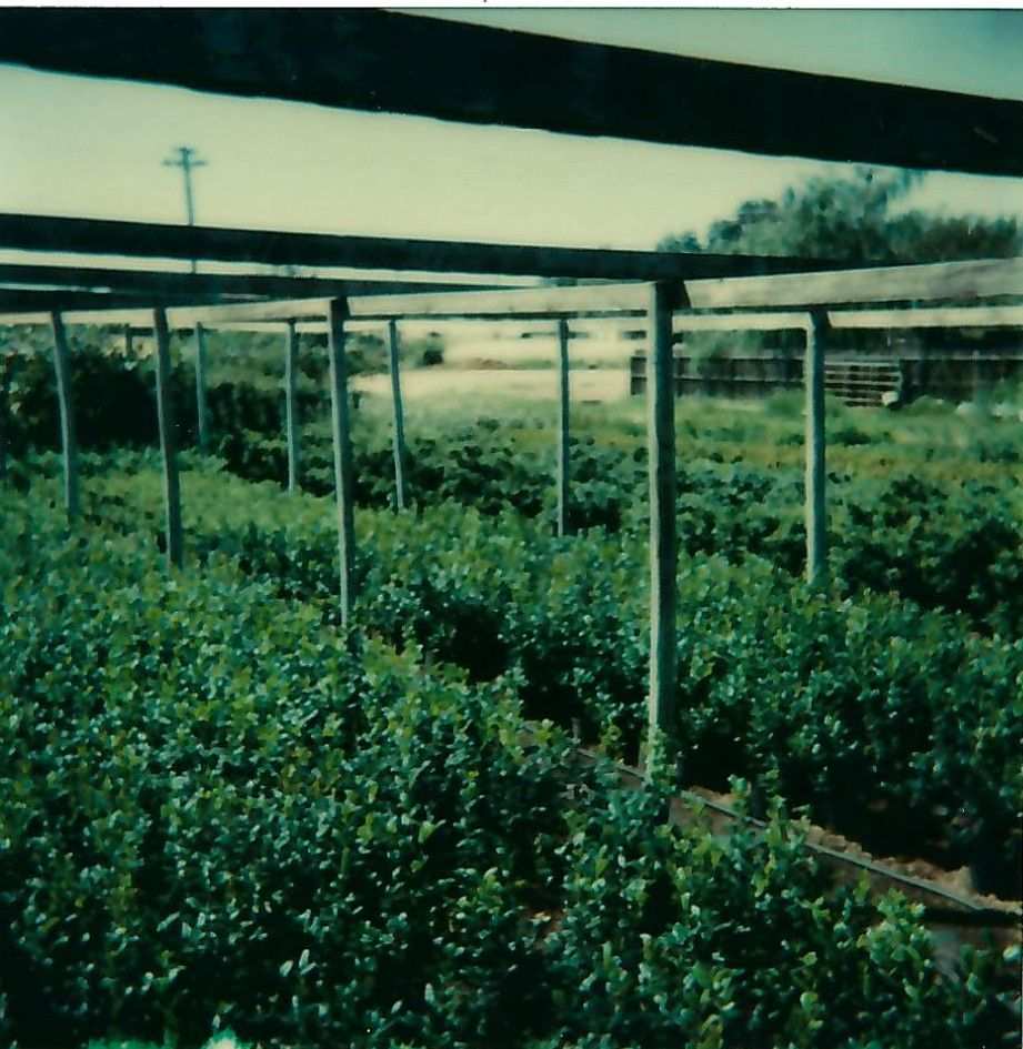 Nursery Stock in the greenhouse 80s