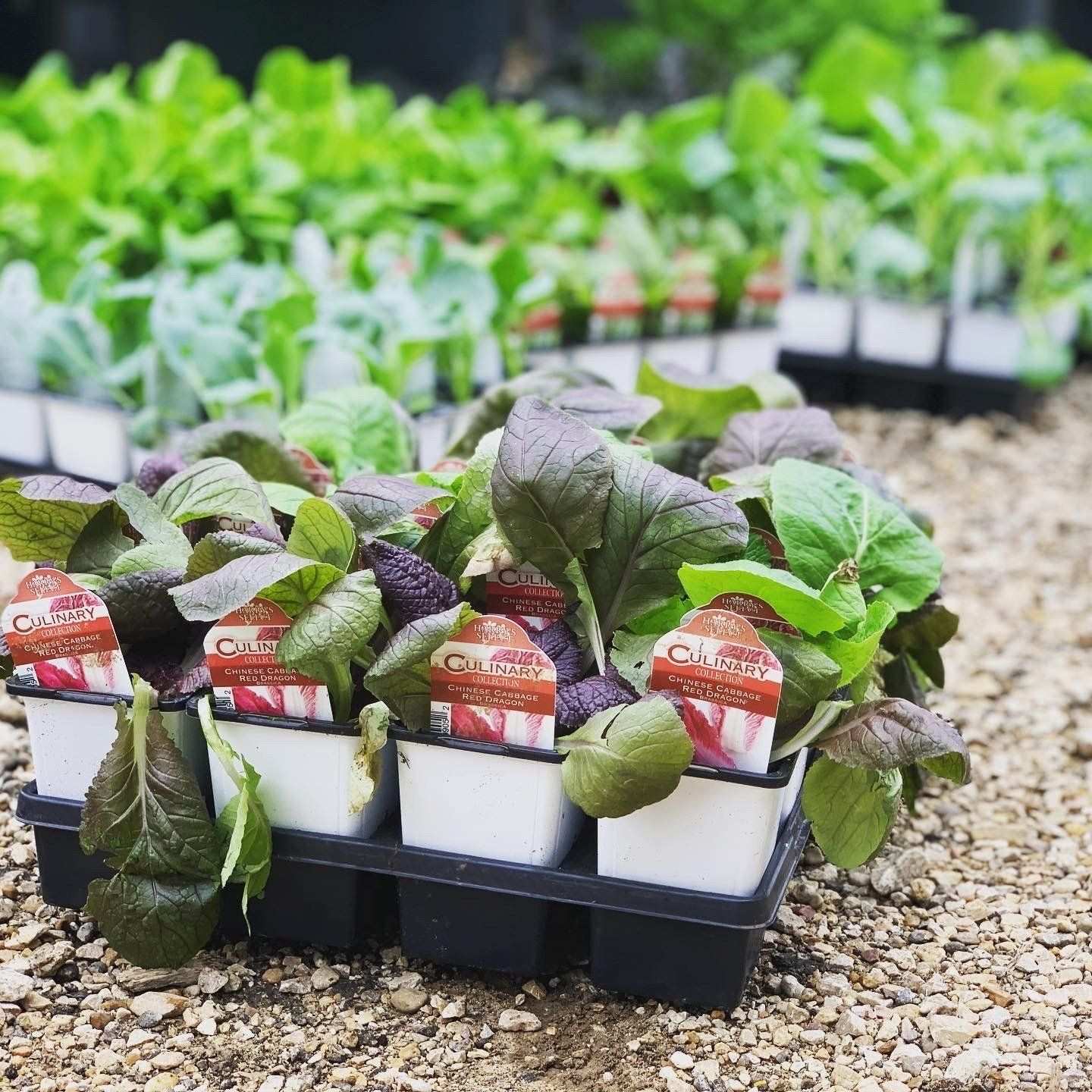 Cell packs of cabbage and lettuce transplants