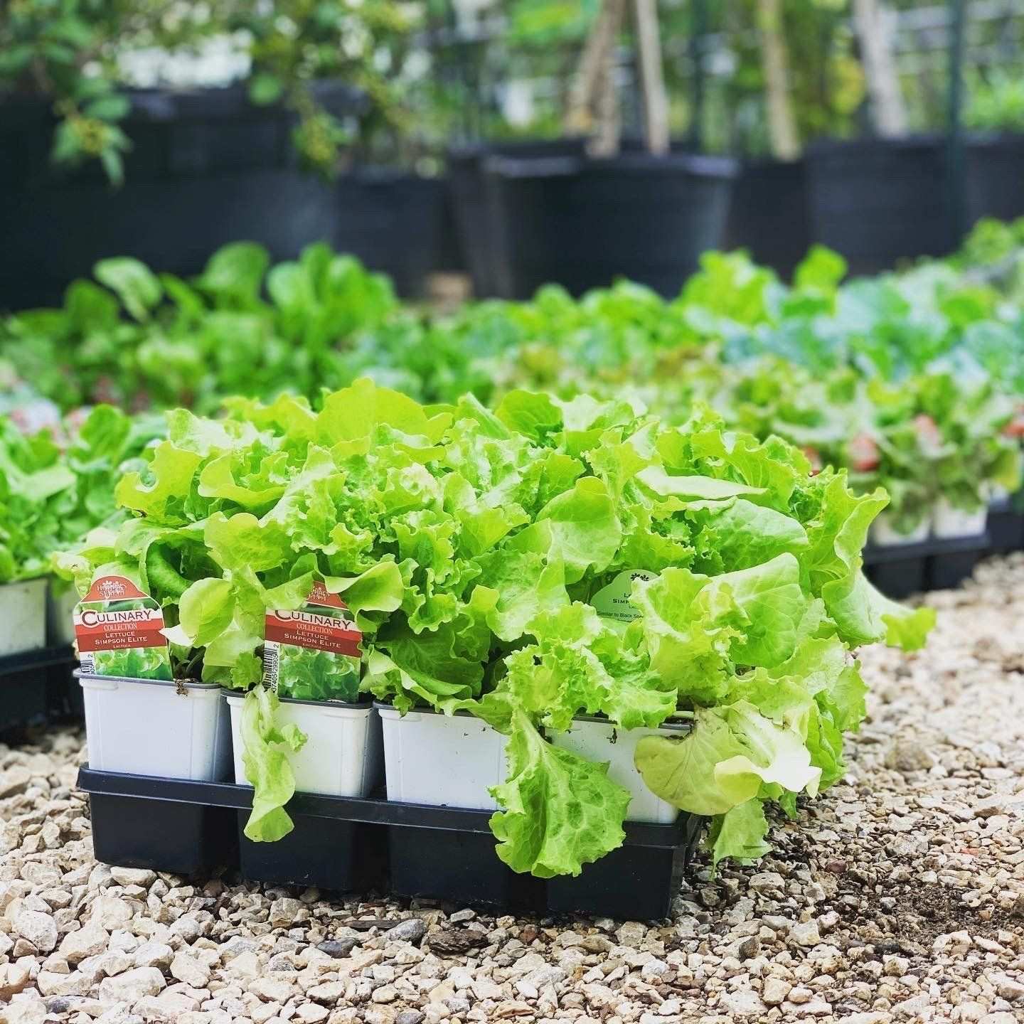 Cell packs of leaf lettuce transplants