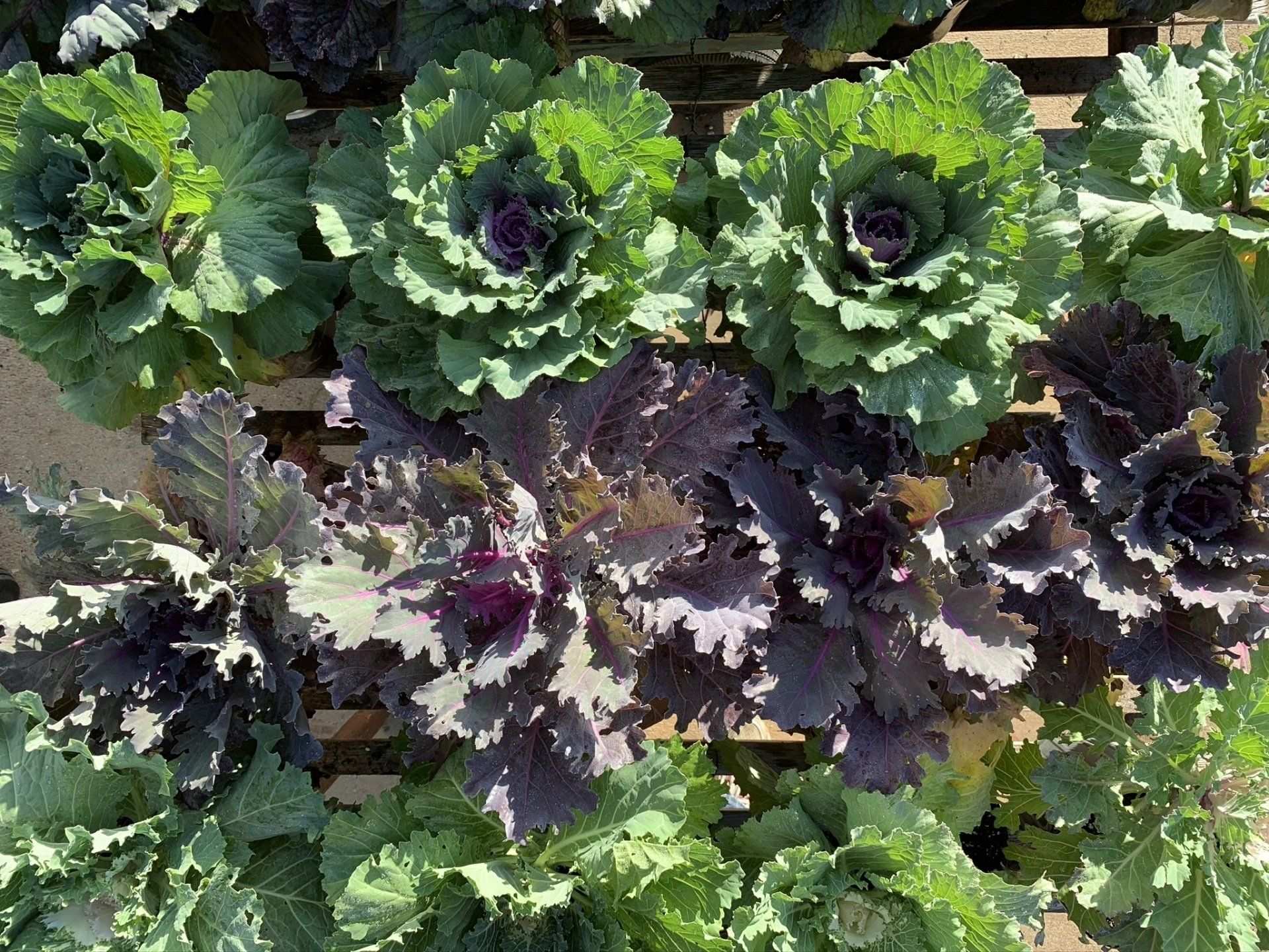 Rows of purple and green ornamental kale on a nursery bench