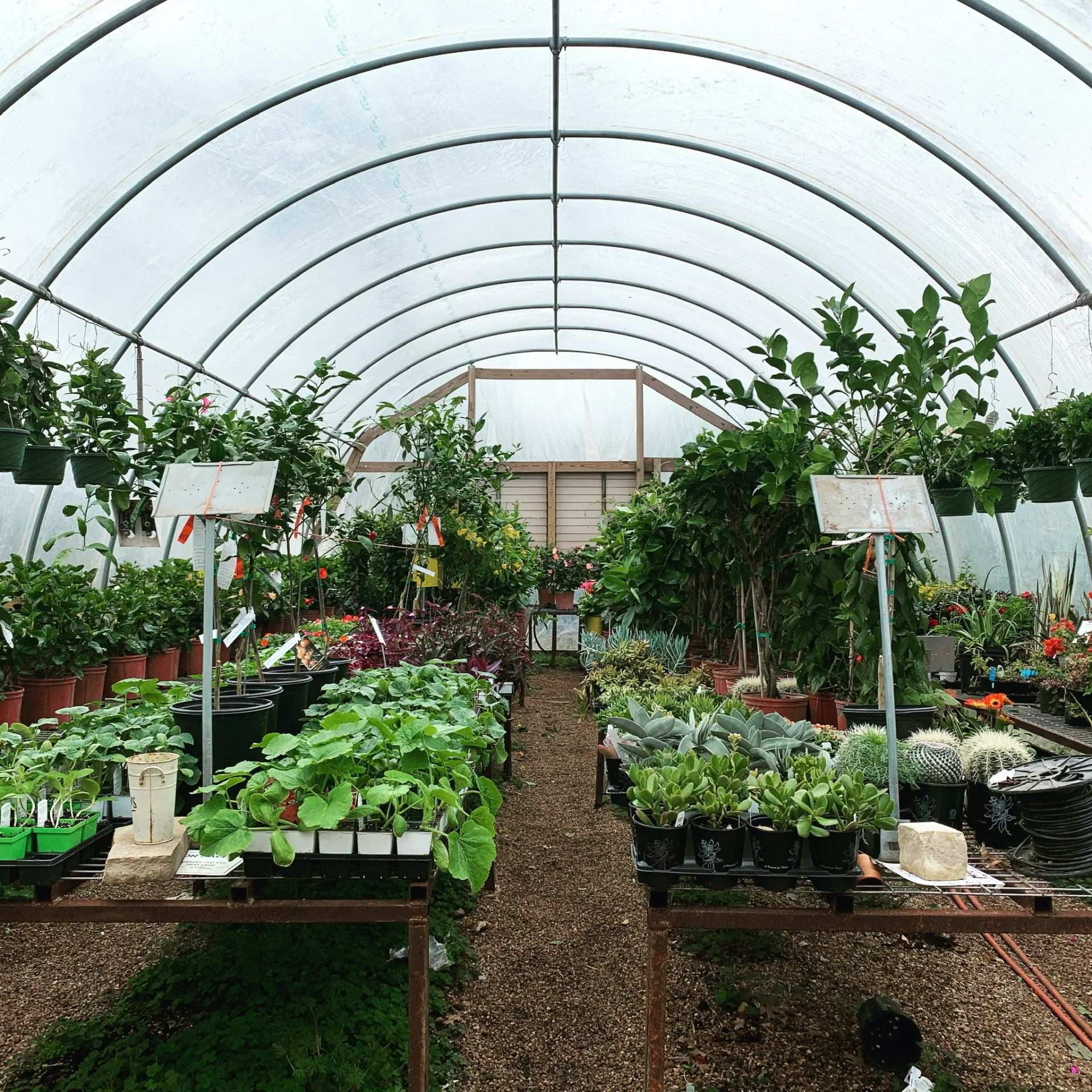 Inside a greenhouse tunnel lined with benches of plants