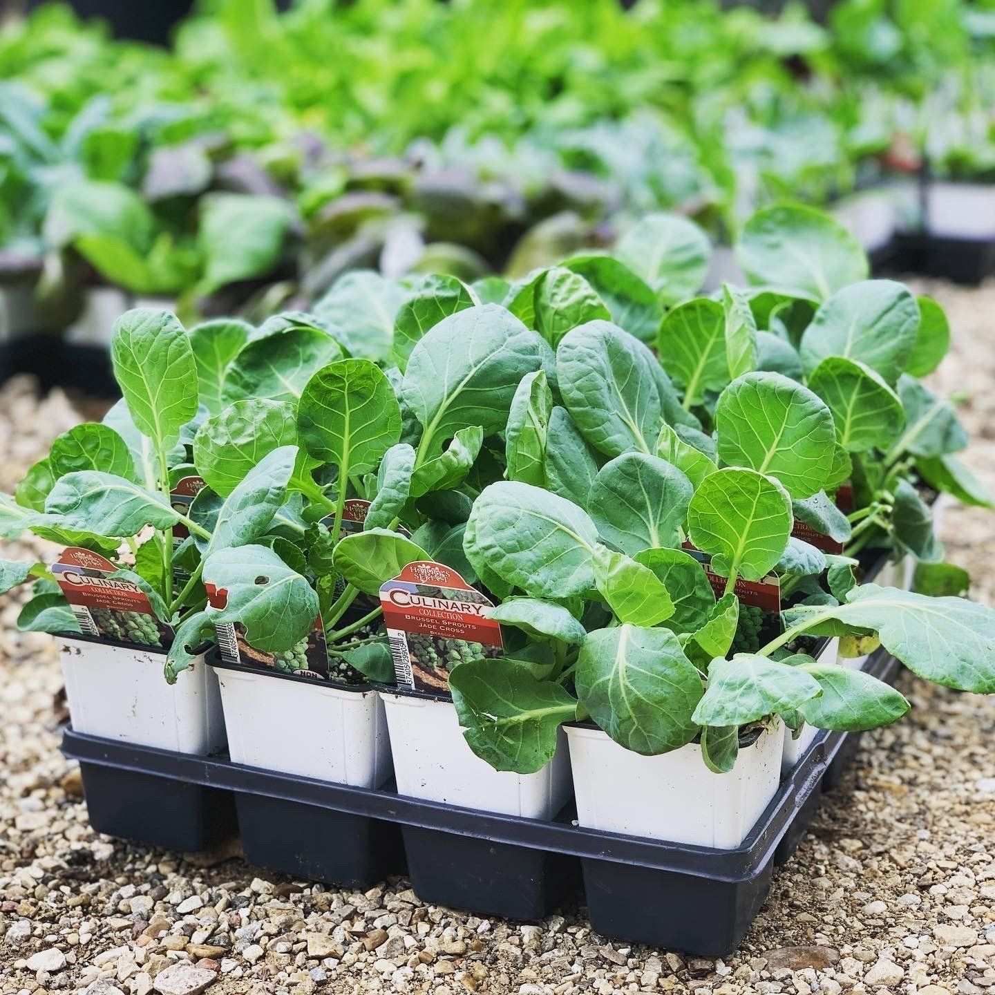 Cell packs of young brassica transplants