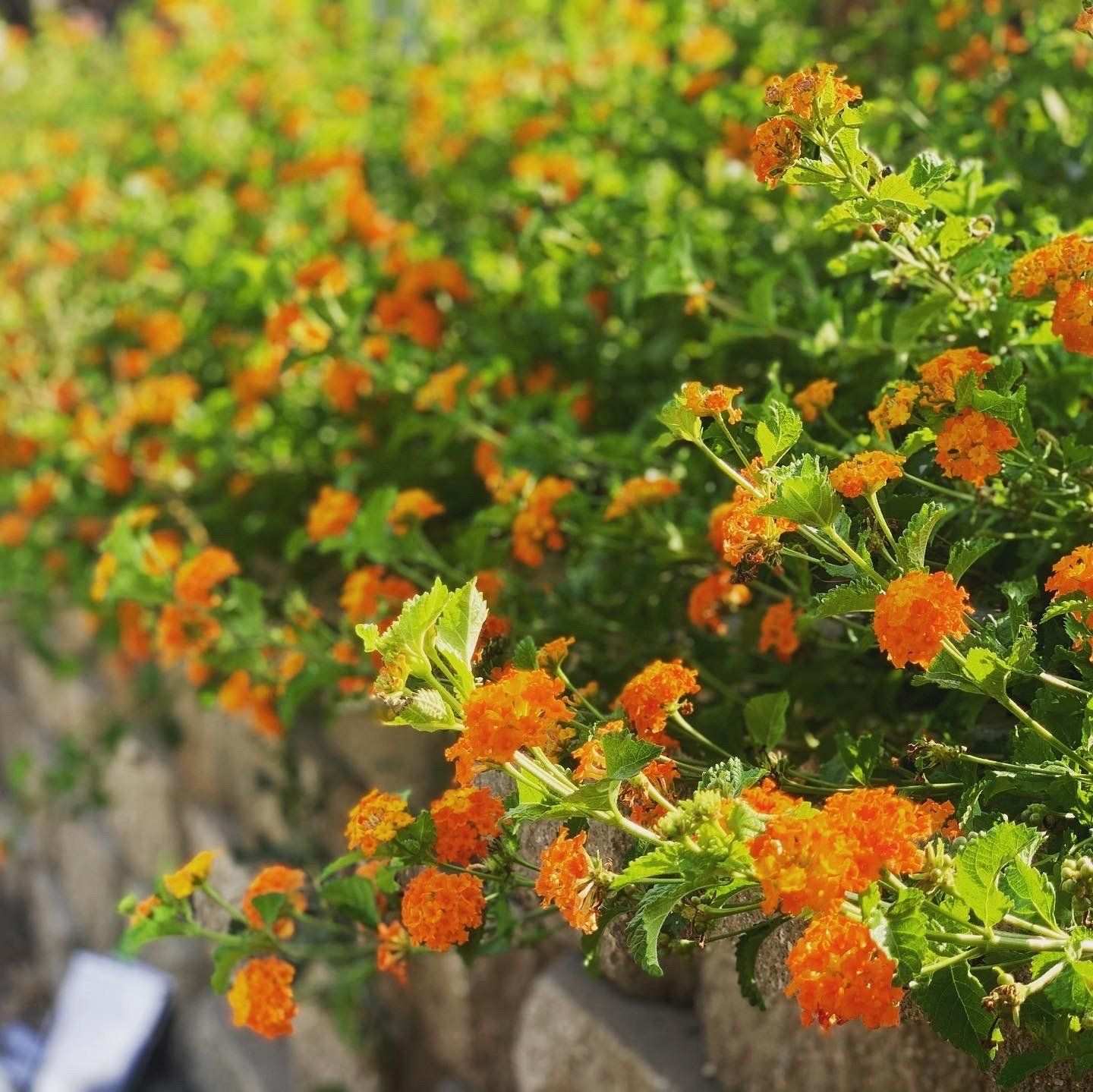 Orange and yellow lantana flowering along a wall