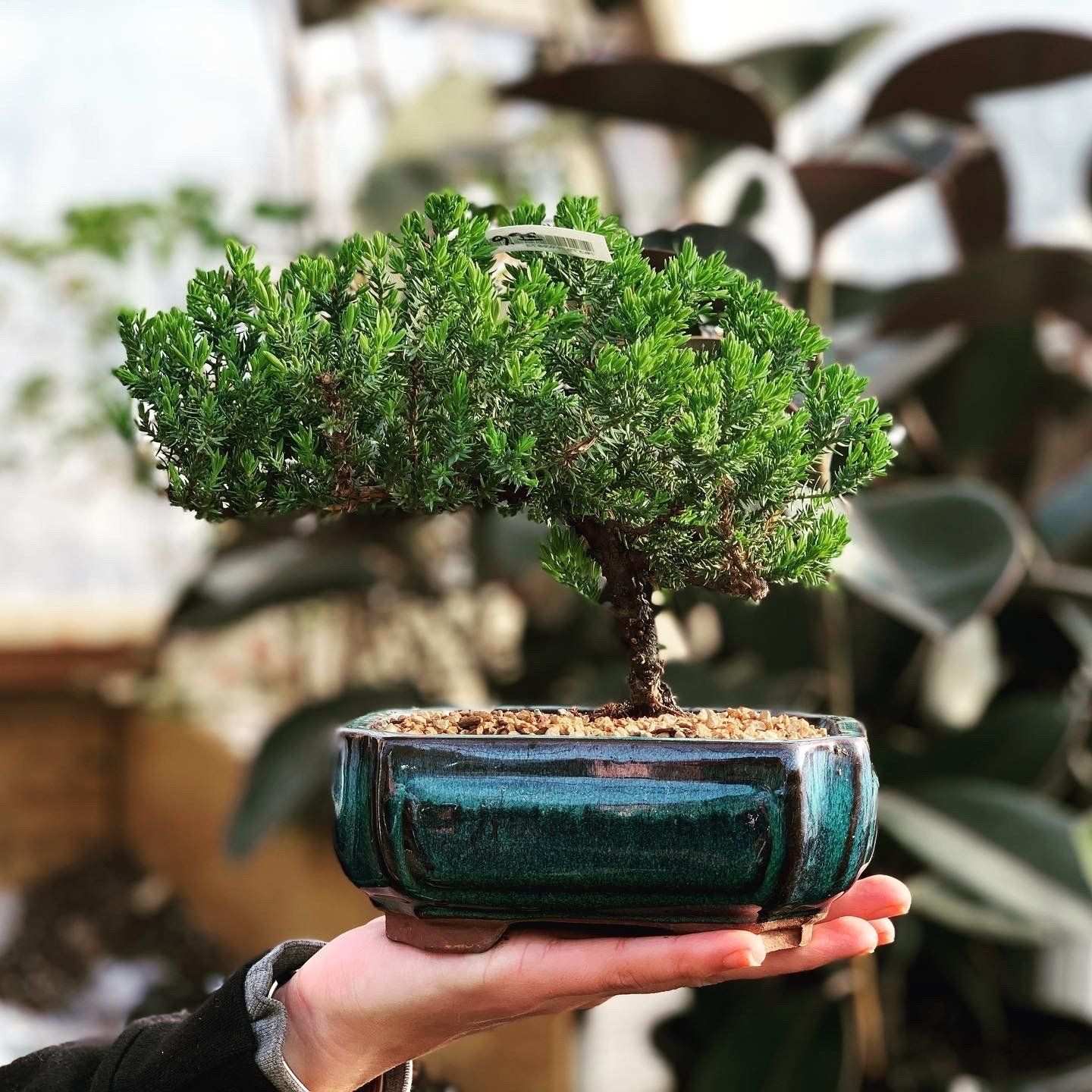 A bonsai in a glazed dish held in one hand