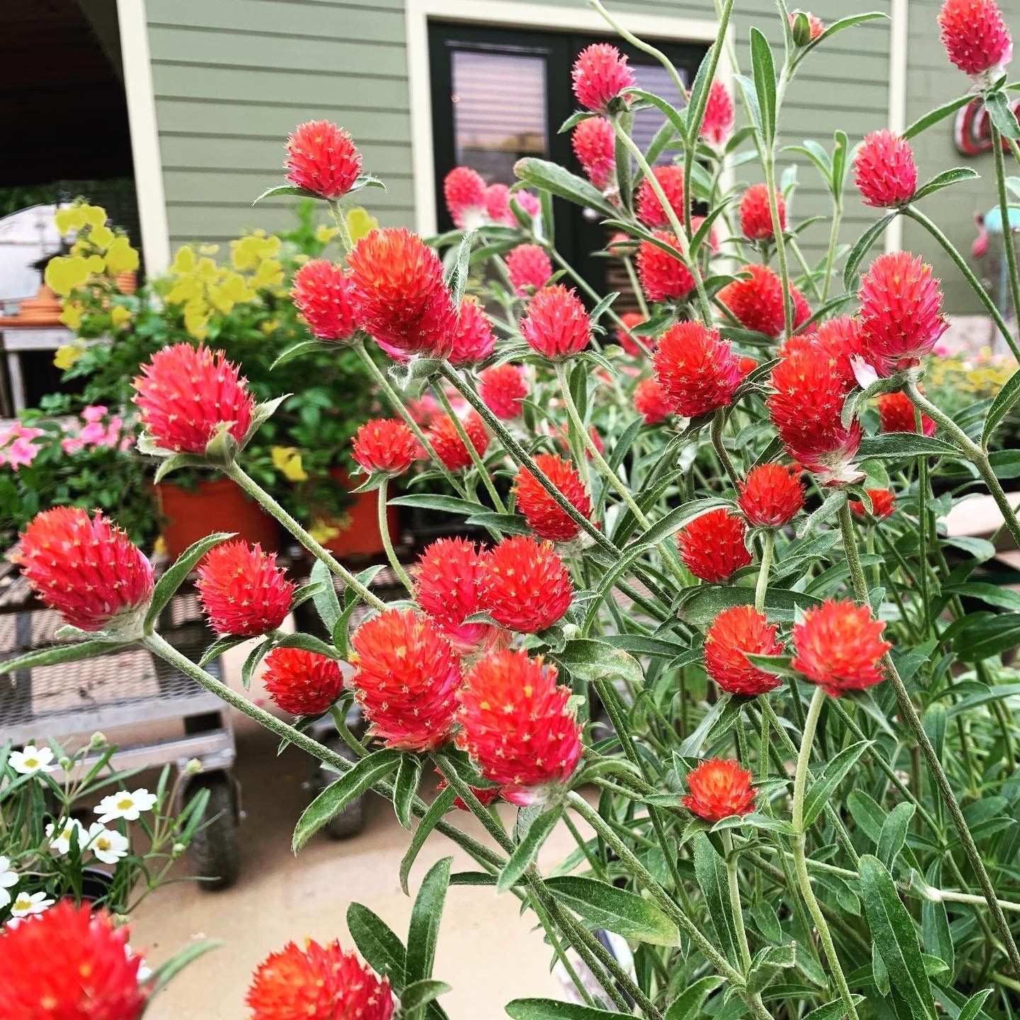 Red gomphrena in bloom beside the nursery building