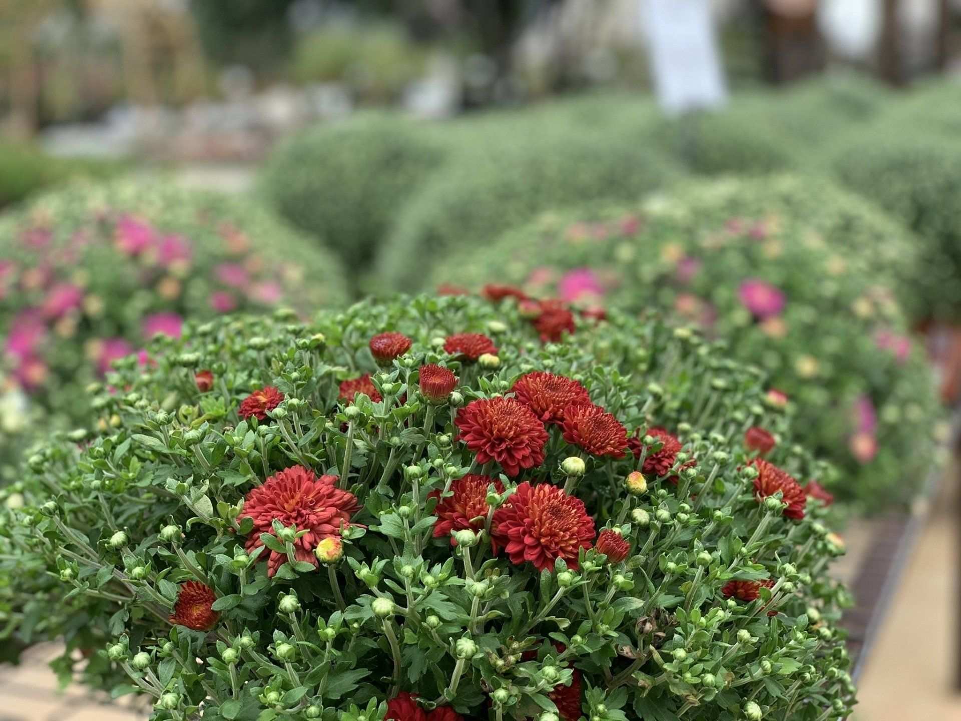 Red and pink garden mums in full bloom