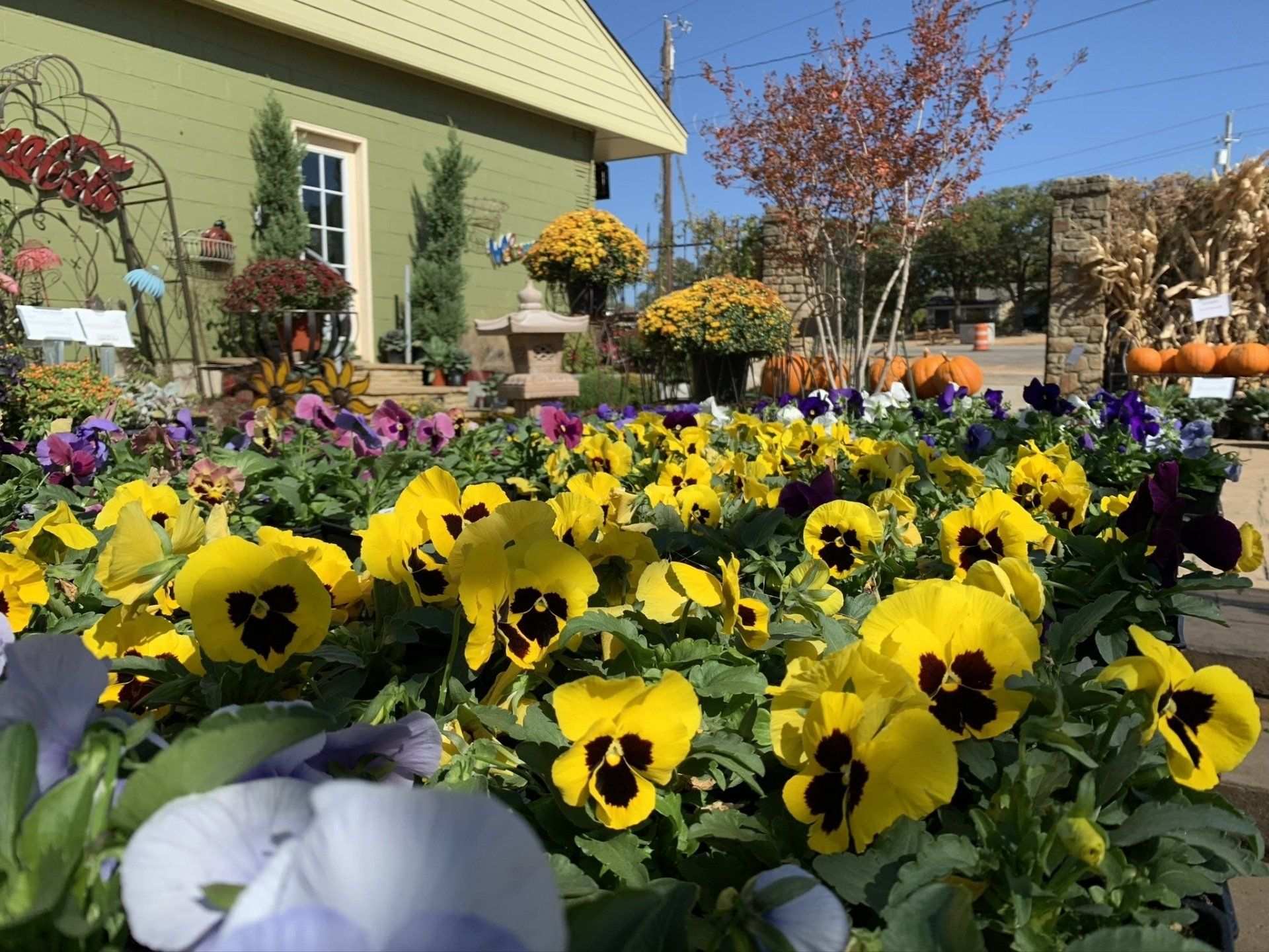 Yellow pansies in bloom with fall mums and pumpkins behind them