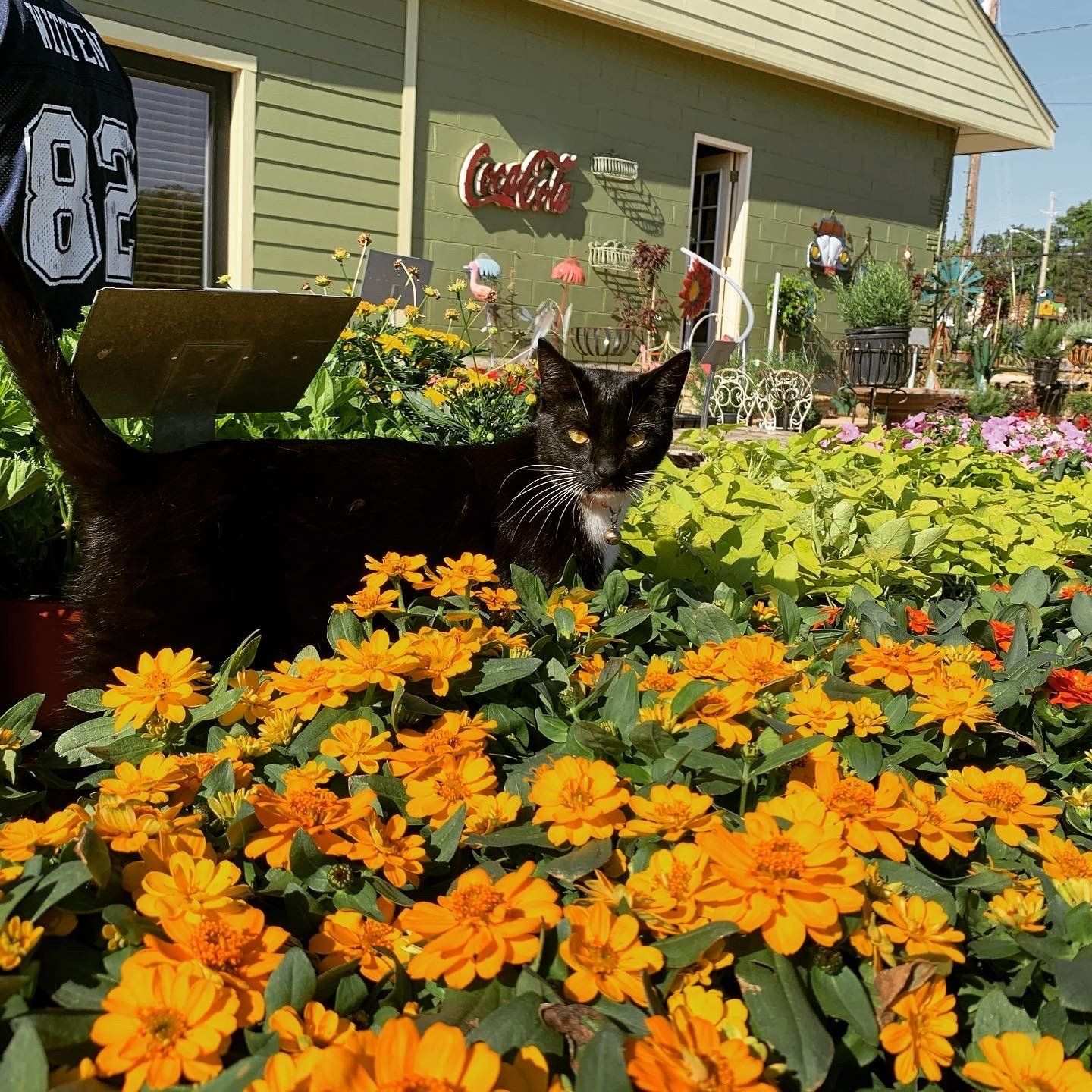 Orange zinnias in bloom with the shop cat resting behind them