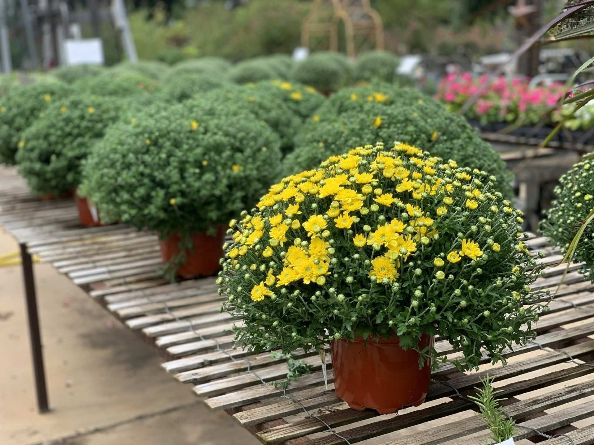 Yellow garden mum in a terracotta pot among rows of mums