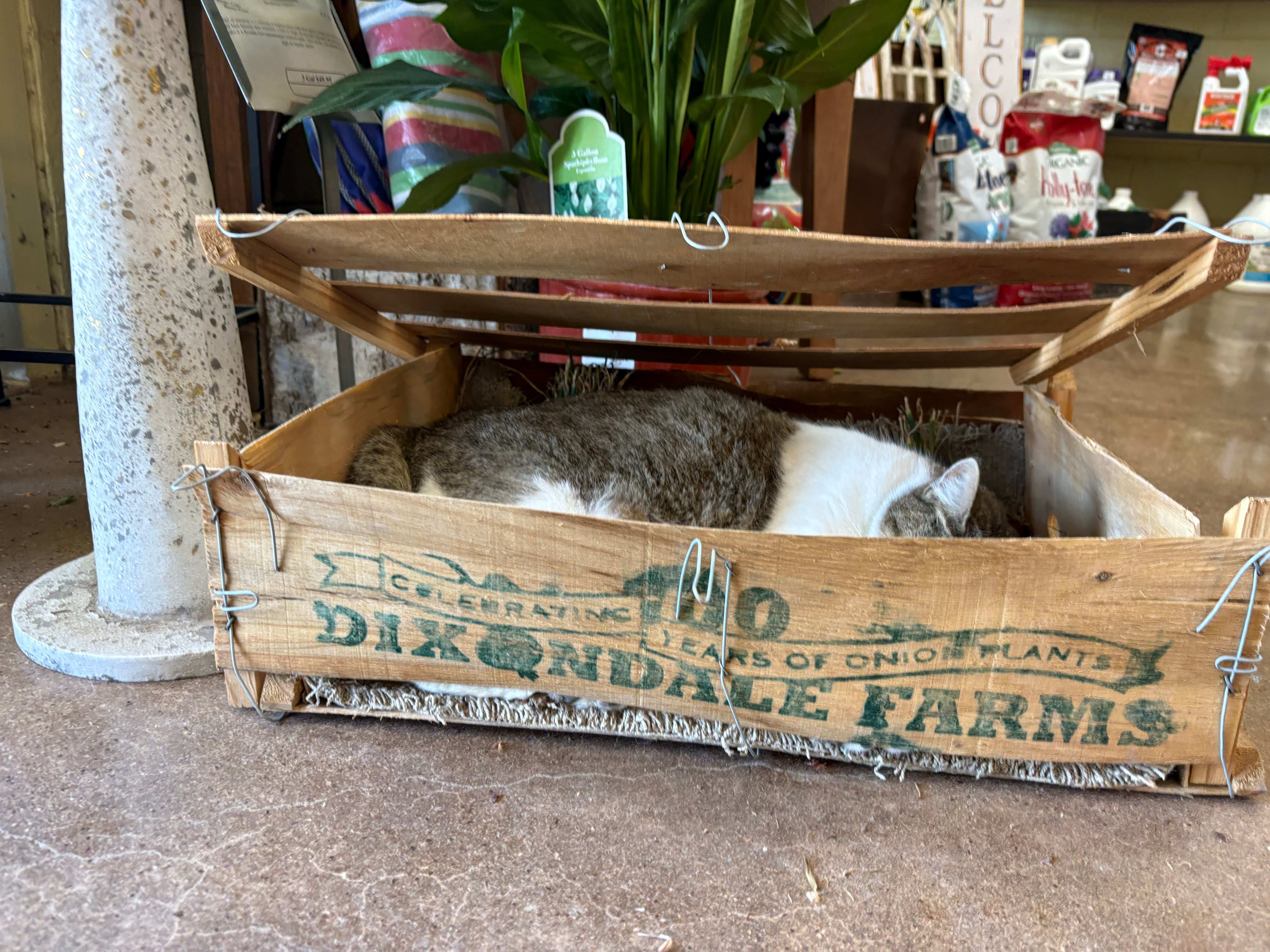 Cleo in the onion box