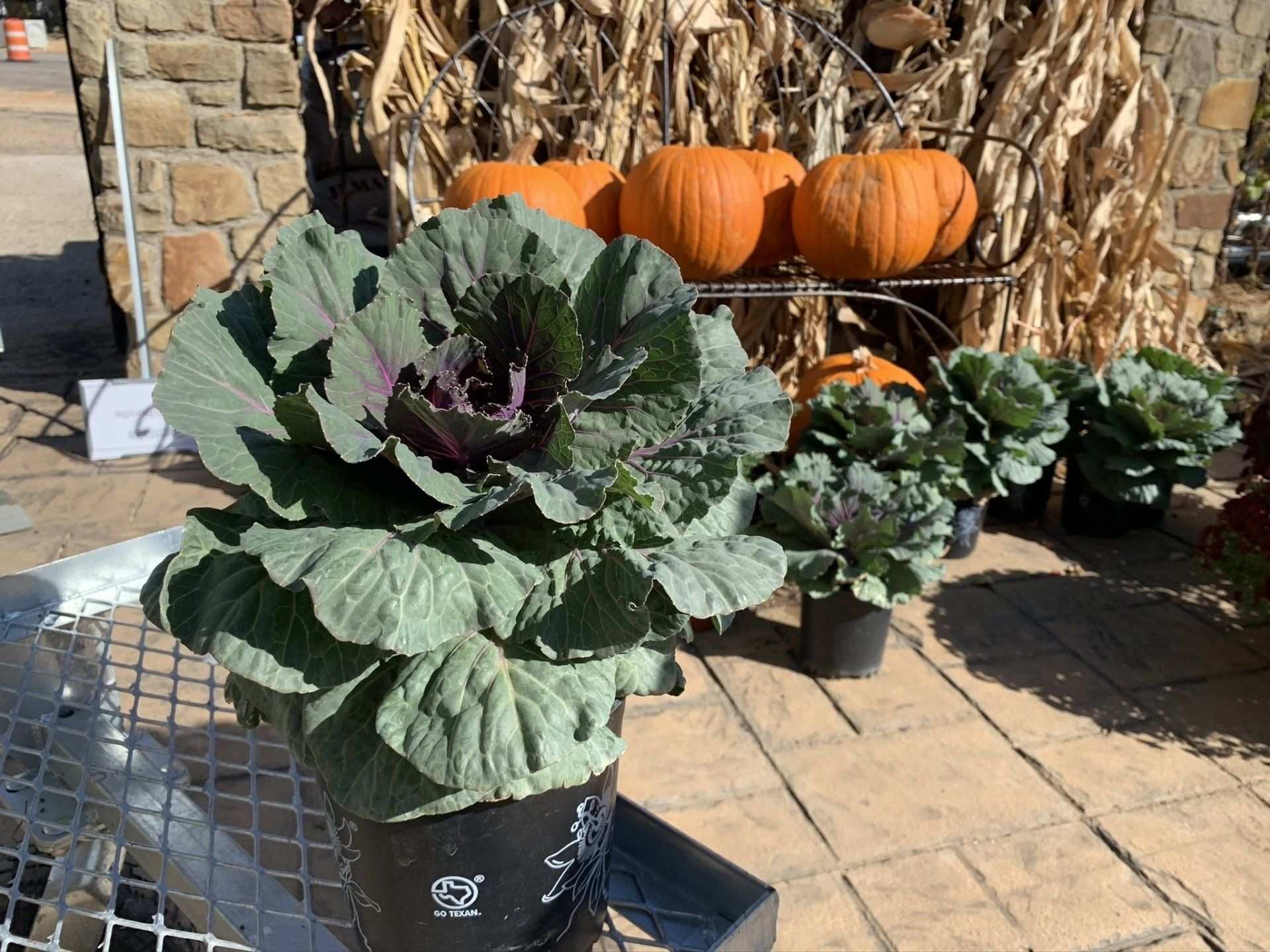 Potted ornamental cabbage in a fall display with pumpkins and cornstalks