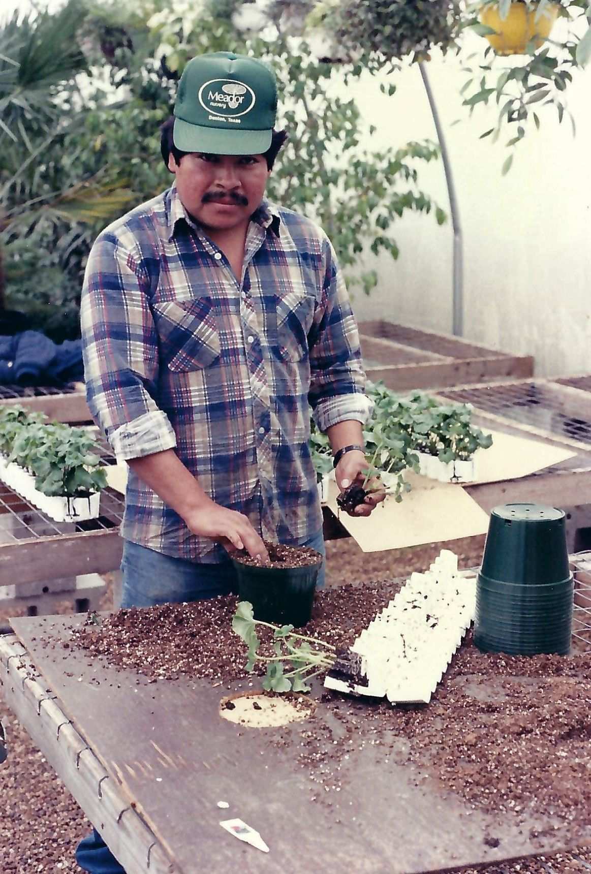 Crew member with seedlings in the greenhouse 80s 90s