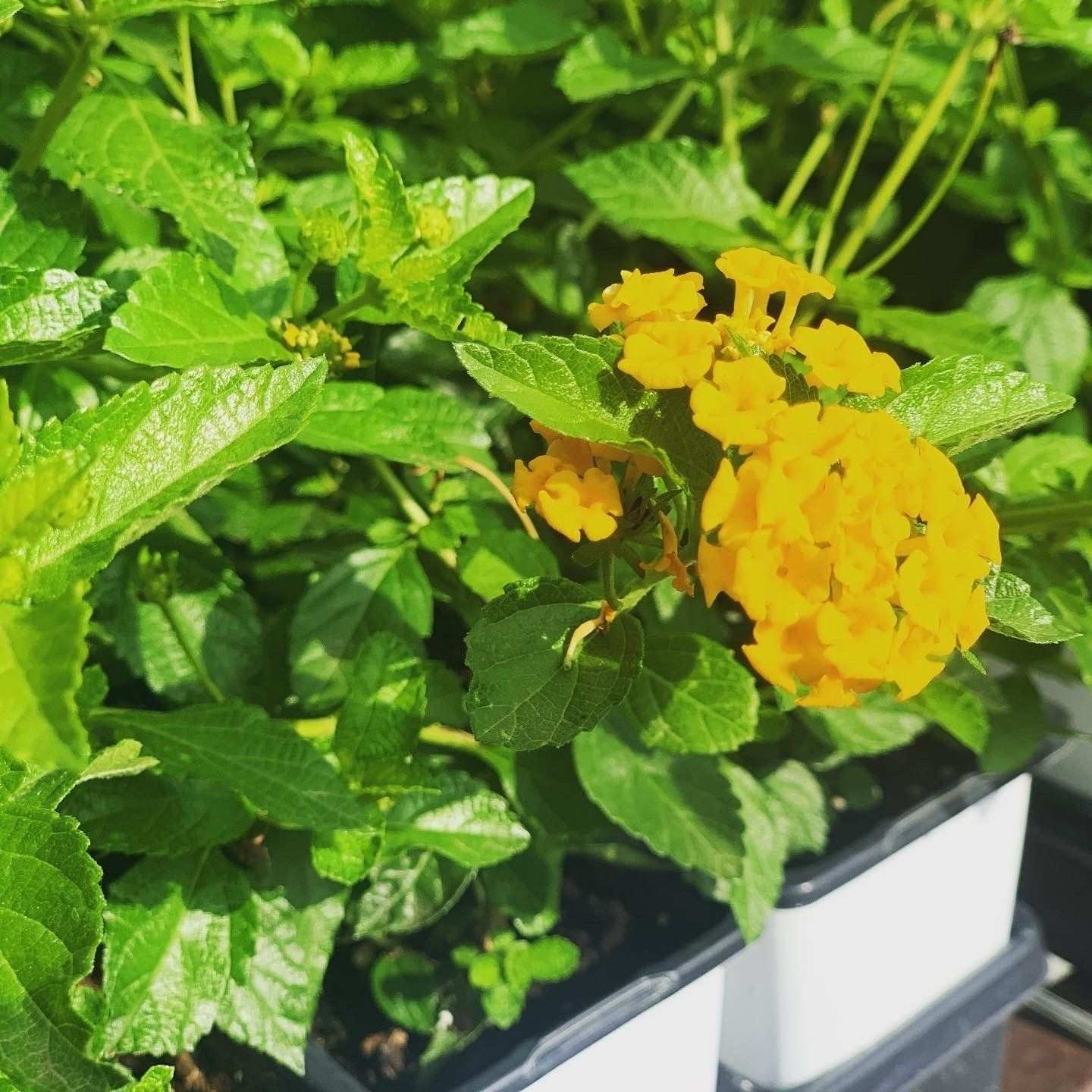 Close-up of a yellow lantana flower head
