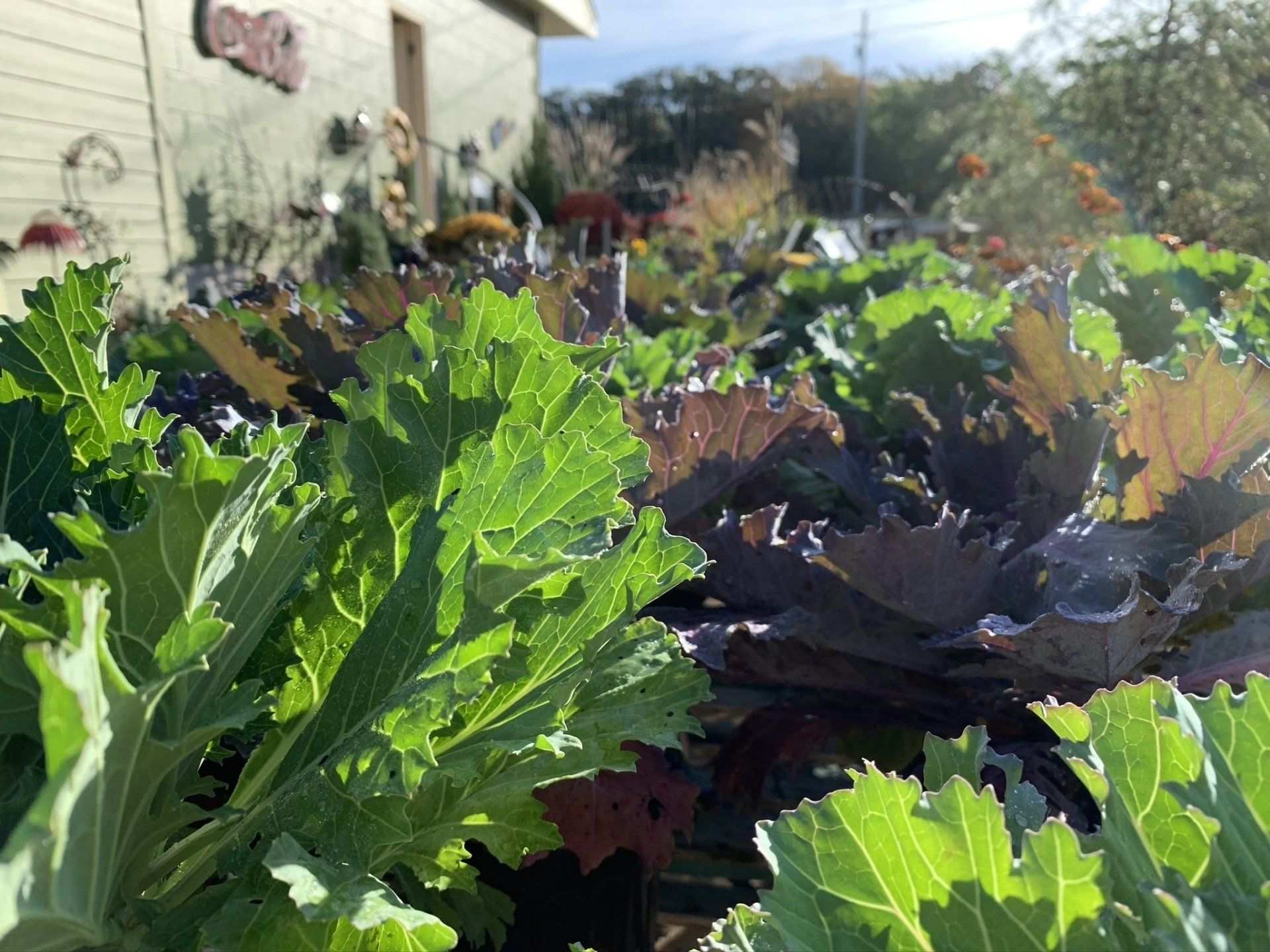 Ornamental cabbage and kale growing in the nursery yard