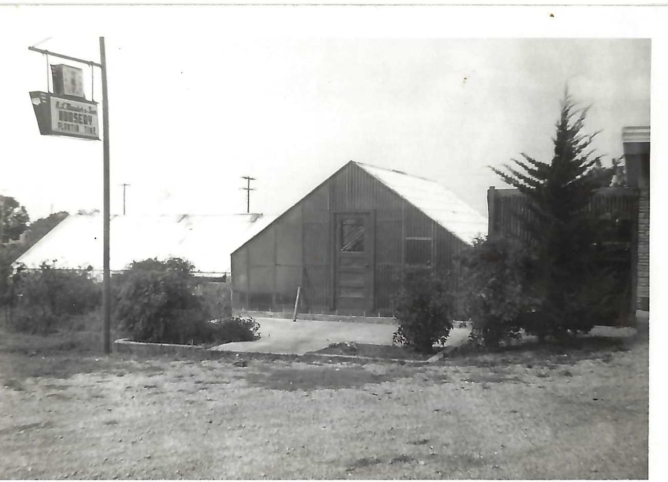 Meador Nursery with the original building foundation in foreground 50s