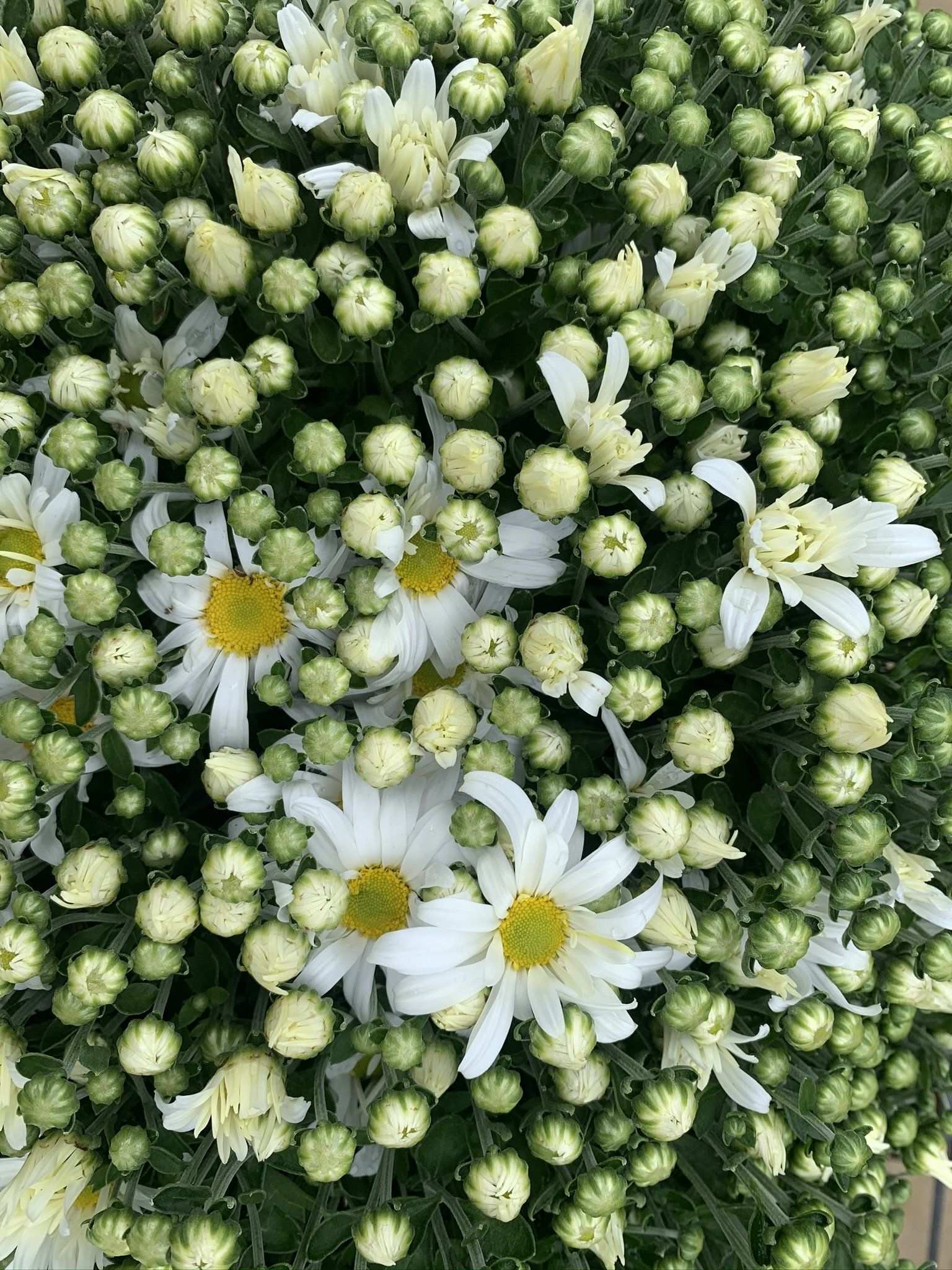 White daisies in full bloom