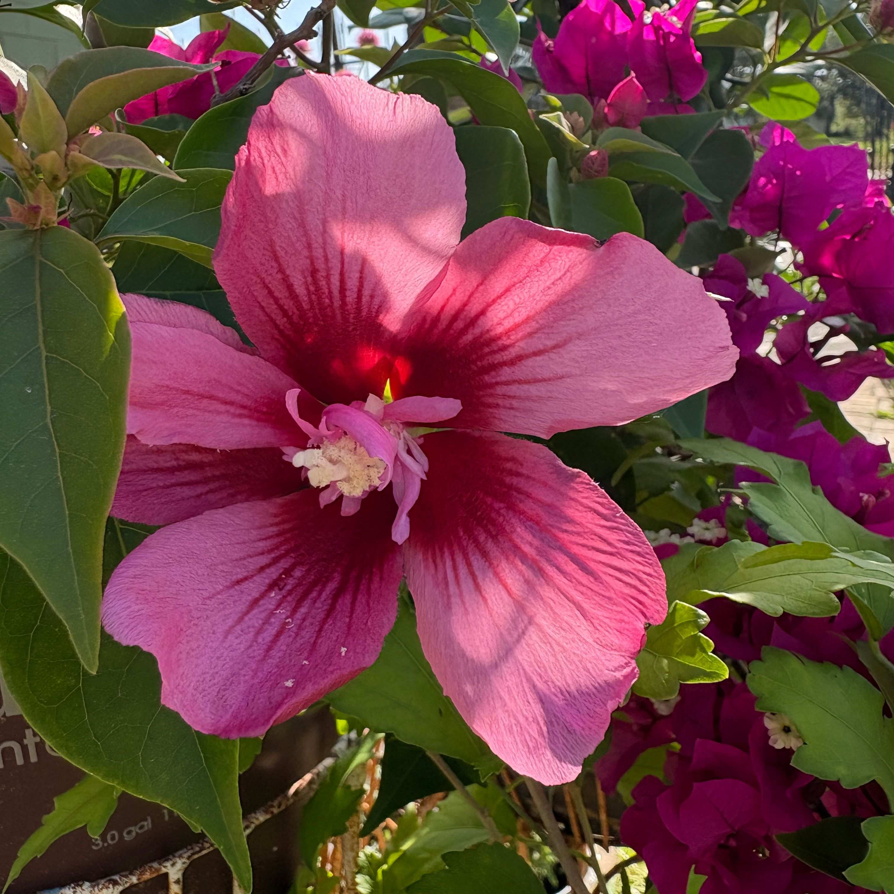 Hibiscus Flower Spring 2026