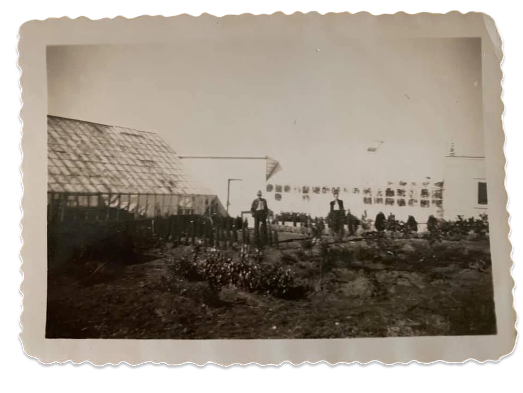 The nursery circa 1940 — a timber greenhouse frame beside rows of young plants