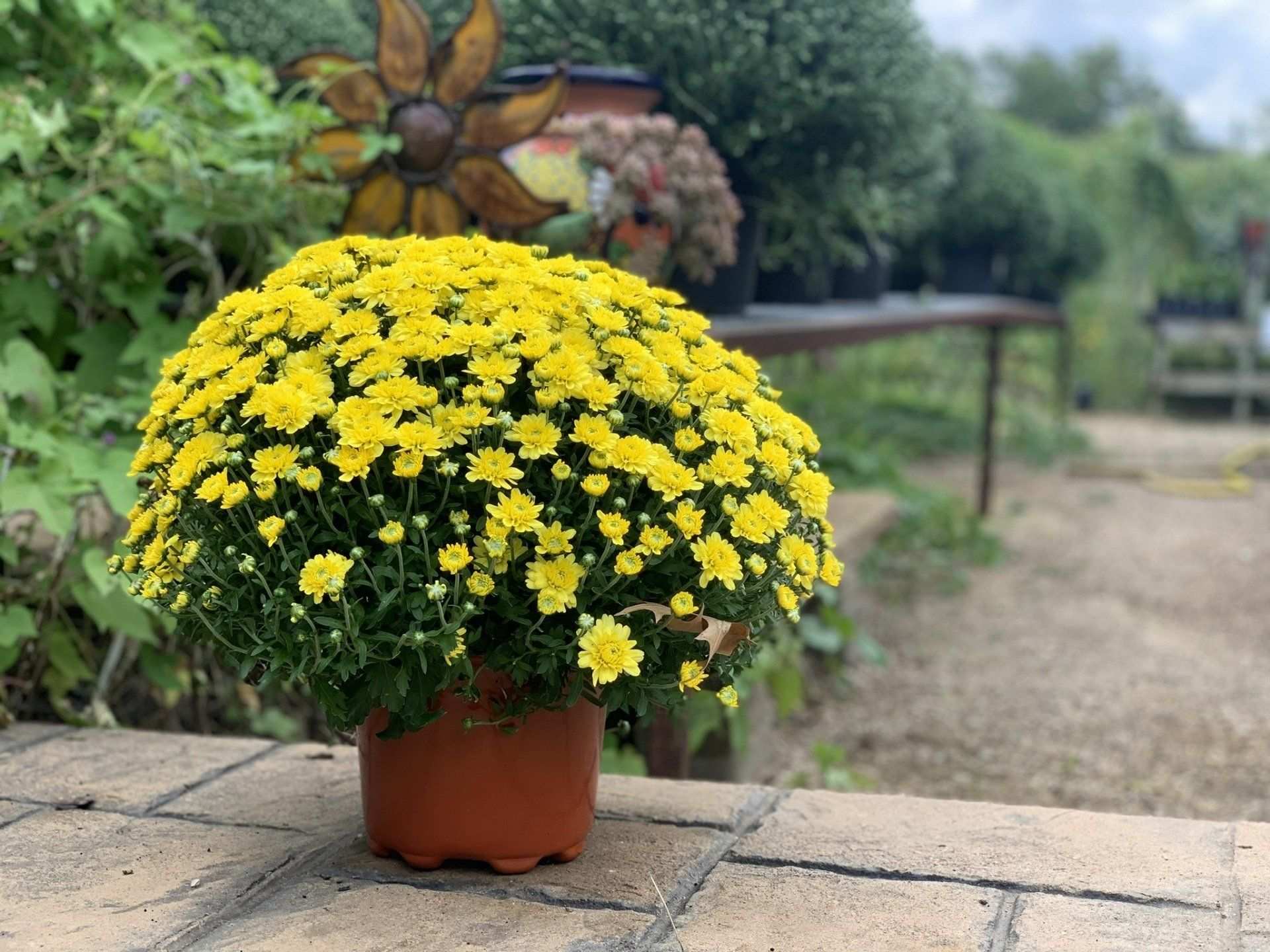 Yellow mum in a clay pot beside the nursery path