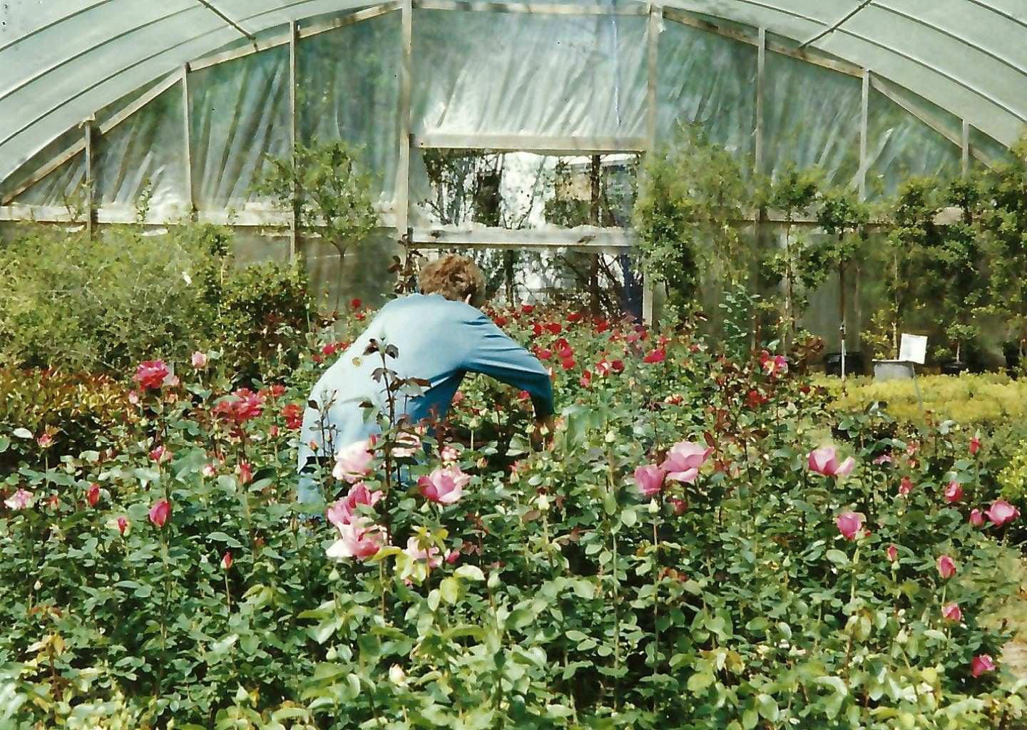 Gene trimming roses in the greenhouse 90s