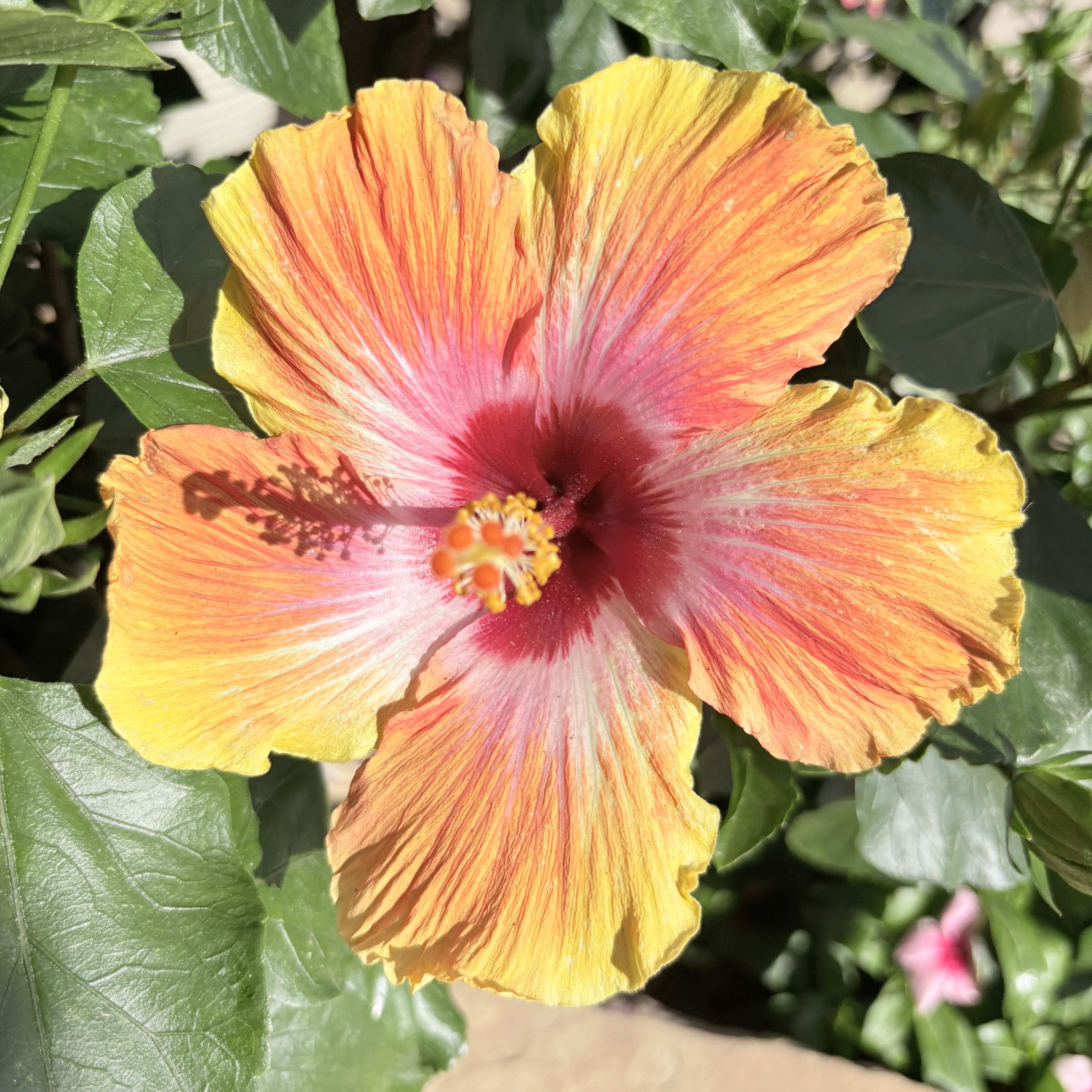 Hibisucs Fiesta flower close up