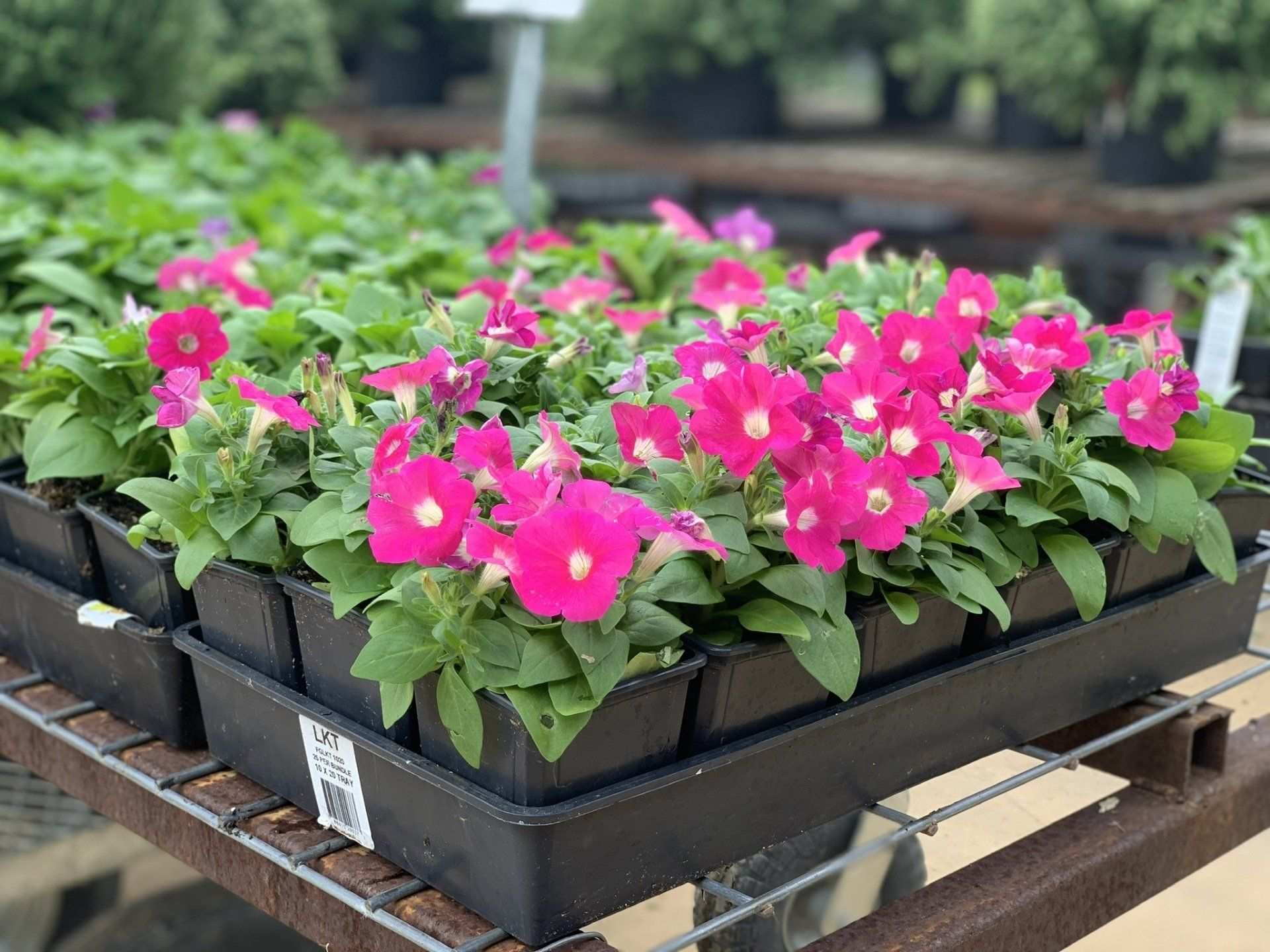 Tray of pink vinca seedlings ready for planting